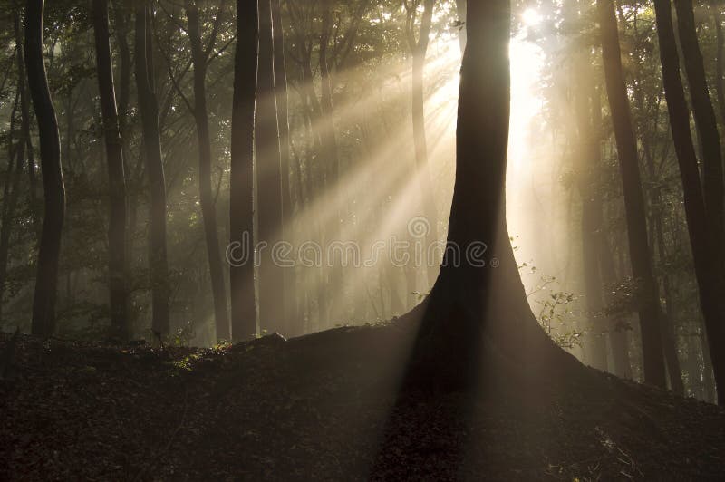 Sun shining near a tree in a magical forest with fog