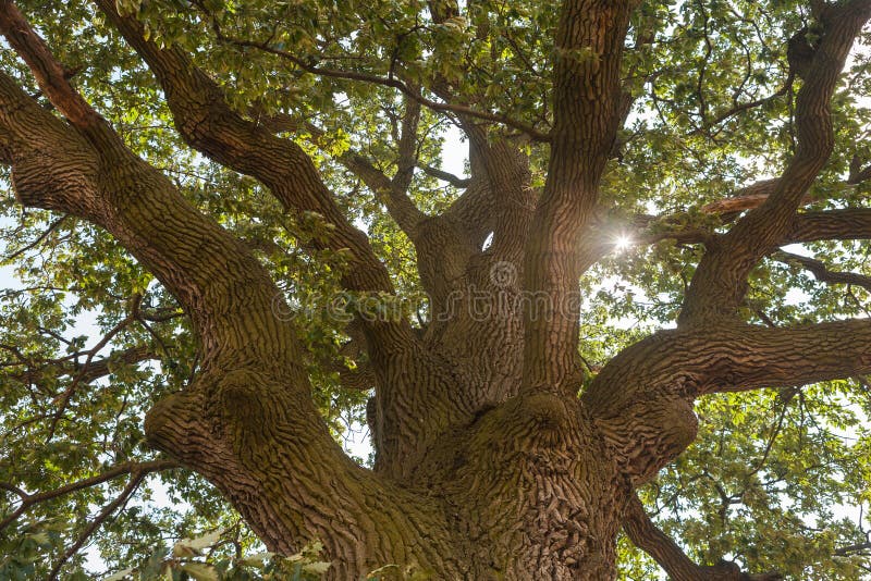 Sun shining through the oak tree crown stock photos Sun shining through the oak tree crown stock photos
