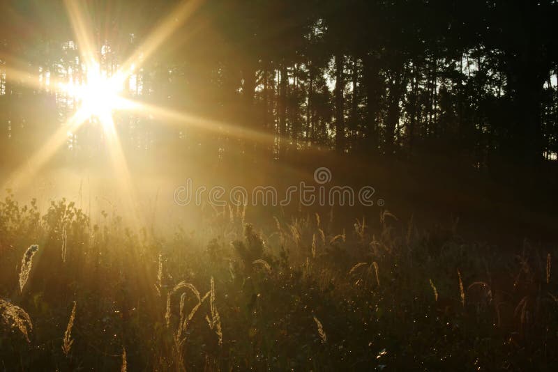 I raggi del sole che brilla attraverso una foresta di pini nella mattina.