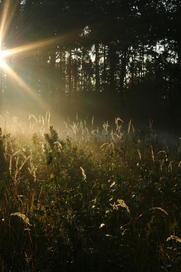 Sun shining through pine wood