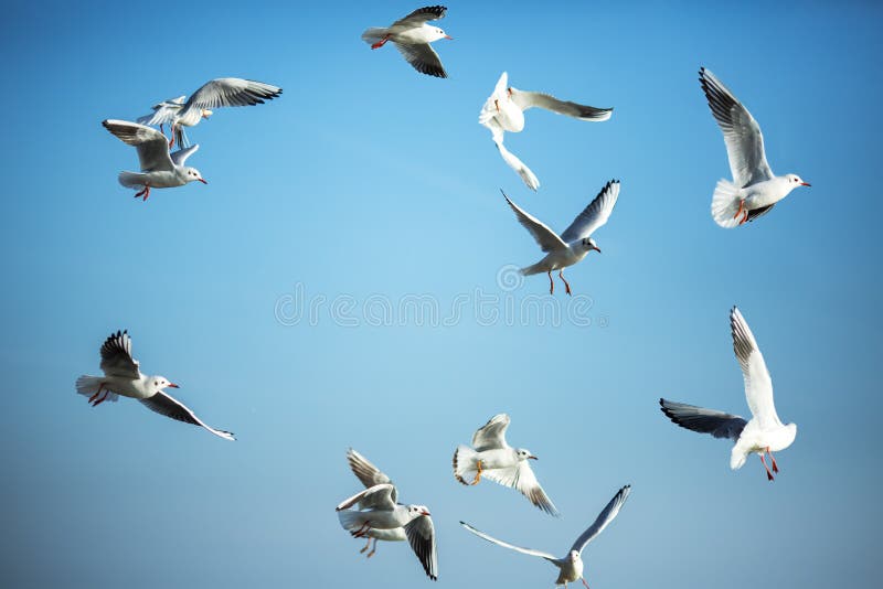 The sun is shining and seagulls flying in a group in the sky