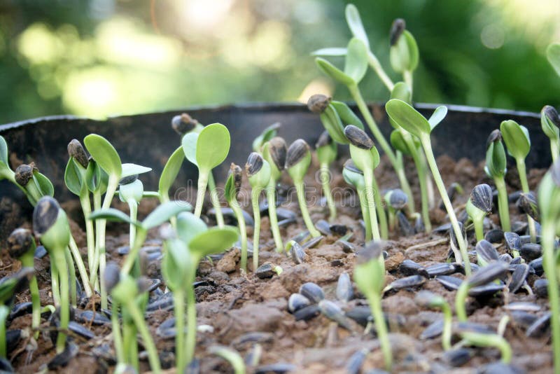 Sun Shining with Seeds Germinate. Stock Image Image of emerging