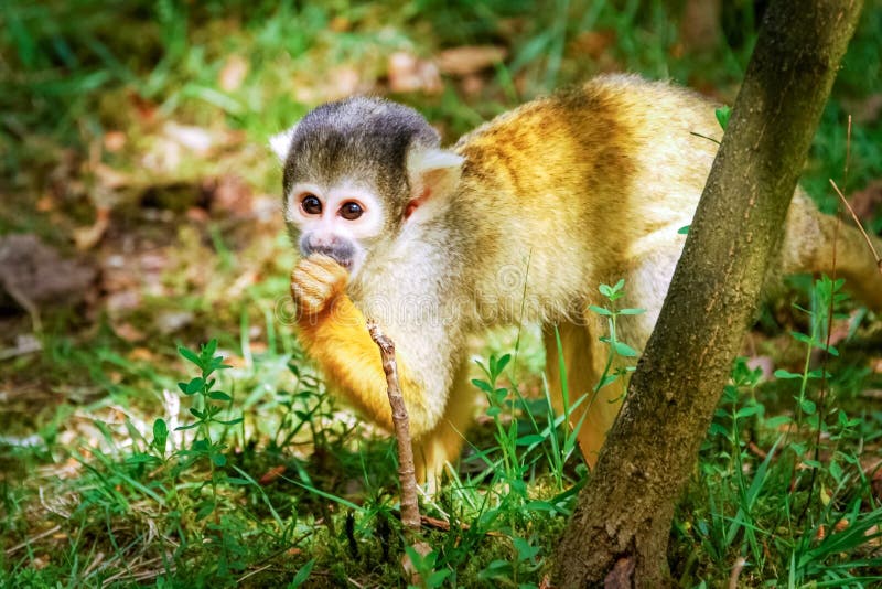 The sun is shining on a curious common squirrel monkey