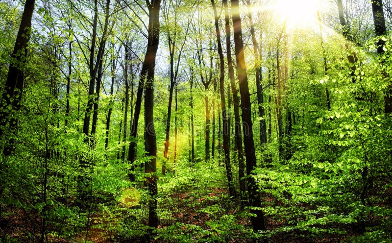 The Sun Shining in a Forest at Springtime, Wide Panorama Stock Image ...