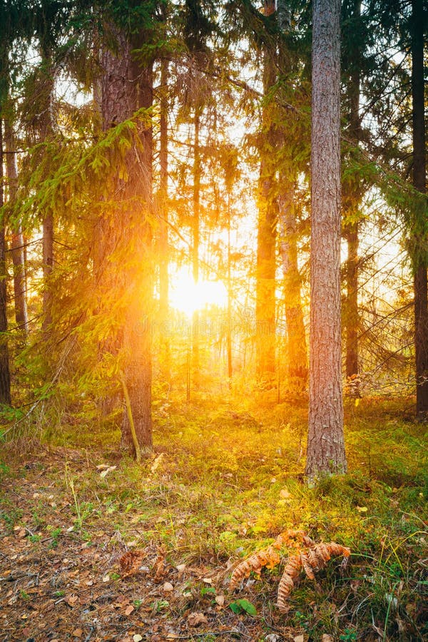 Sun Shining Through Woods Sunset Sunrise In Autumn Forest Stock Image