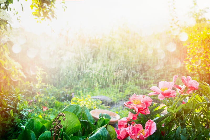 Sun shower in flower garden. Rain with sunshine in garden or park , outdoor nature background