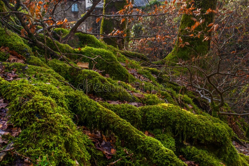 The Sun skiner till och med v?ldigt gammalt boktr?dtr?d i den gr?na skogen, Moss Covered Roots royaltyfri bild The Sun skiner till och med v?ldigt gammalt boktr?dtr?d i den gr?na skogen, Moss Covered Roots royaltyfri bild