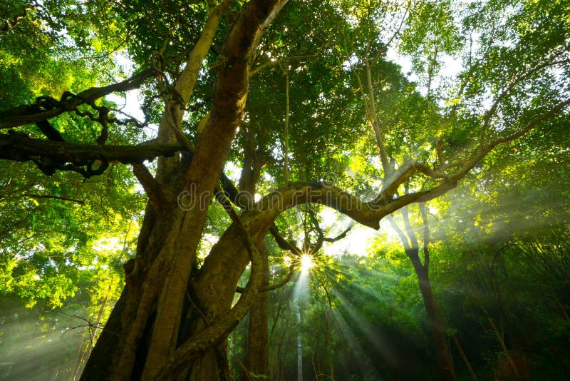 Sun splashing light, sunlight through leaves, Tree