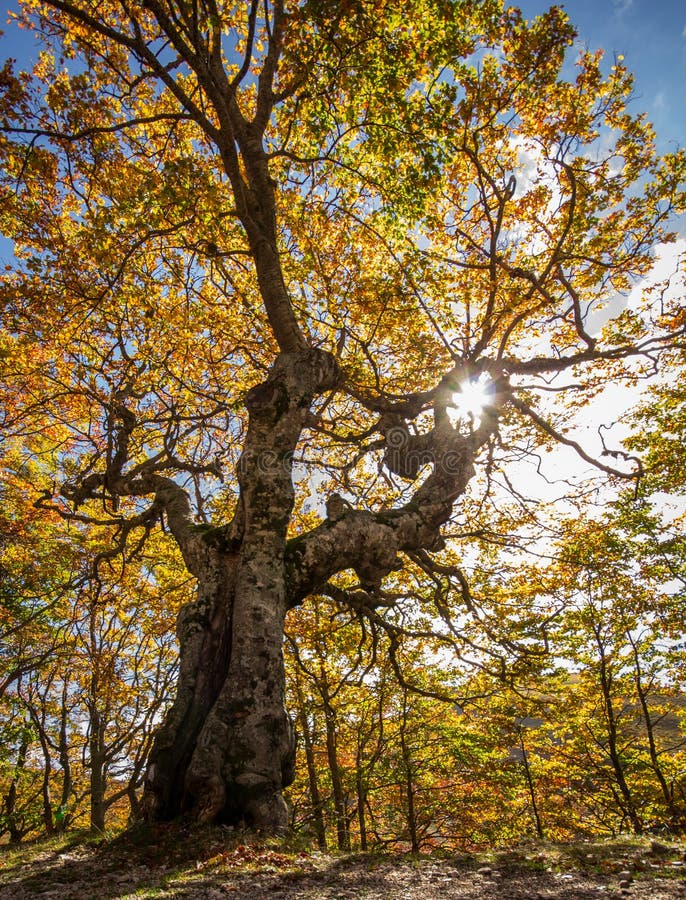 Sun on the tree branches