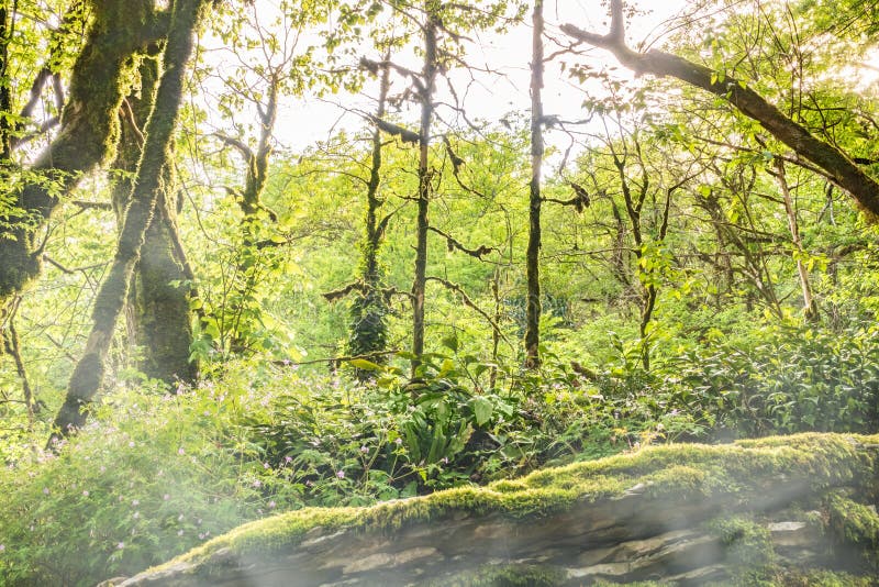 Sun through trees overgrown with moss in dense rainforest. Morning fog in a dense green forest