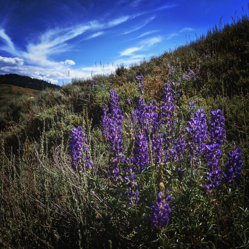 Sun Valley Idaho stock photo. Image of idaho, valley 97435418