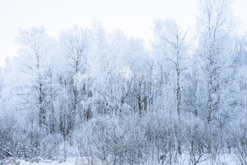 Sun in winter forest trees covered with snow