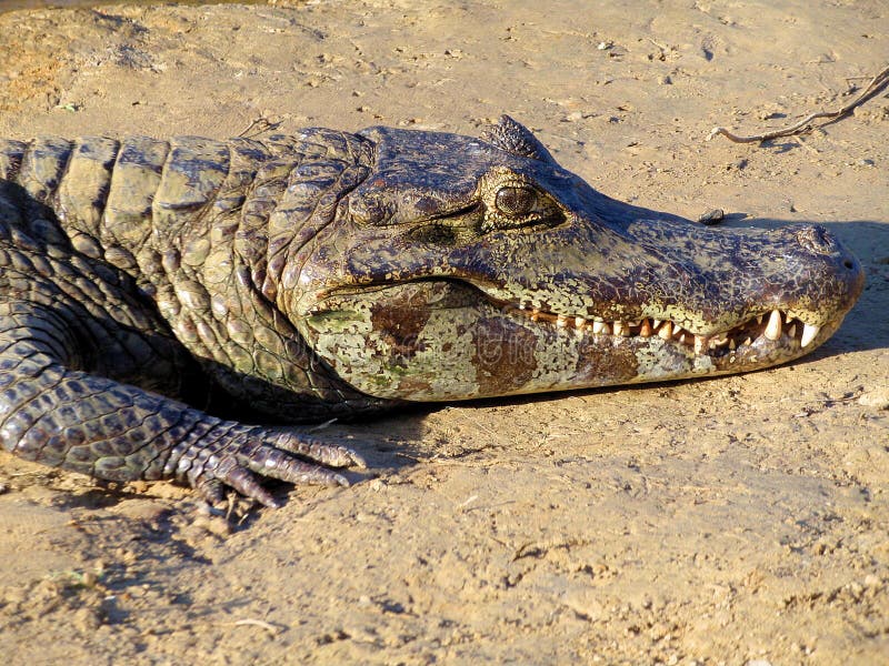 Sunbathing cayman