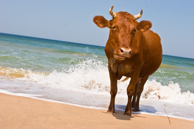 Sunbathing cow