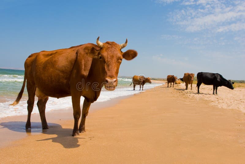 Sunbathing cow