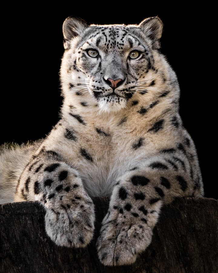 Sunbathing Snow Leopard III Stock Image - Image of mammal, portrait ...