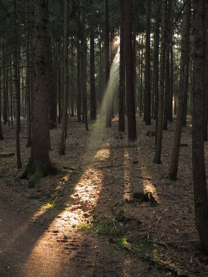 A sunbeam streams into a dark fir tree forest and spotlights the woody ground. Nature in Germany. A sunbeam streams into a dark fir tree forest and spotlights the woody ground. Nature in Germany.