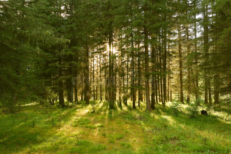 Sunbeams in the forest