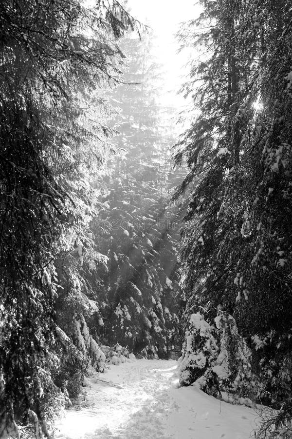 Sunbeams at forest in Low Tatras, Slovakia