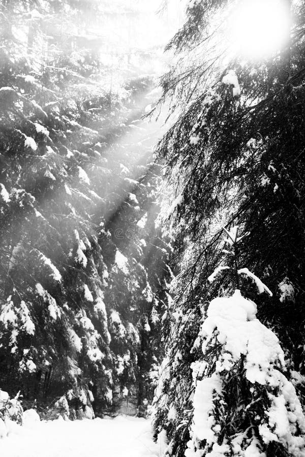 Sunbeams at forest in Low Tatras, Slovakia