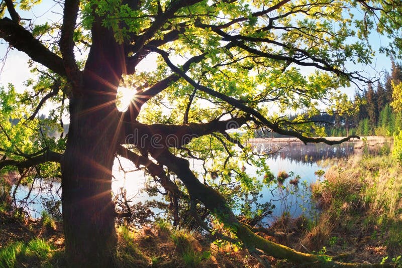 Sunbeams Through Oak Tree Branches By Lake Stock Image Image Of Lake