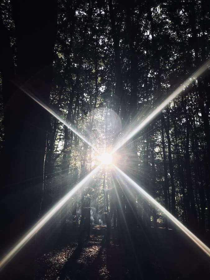 Sunbeams shining through lush forest creating magical light effect. Beautiful sunbeams pierce through a dense forest, creating a serene and magical atmosphere. The light filters through the trees, enhancing the tranquility and natural beauty of the woodland setting