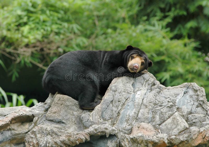 Sunbear