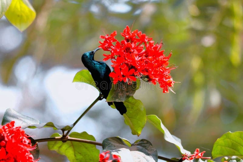 Sunbird Enjoining with Red Flower Wildlife Stock Image - Image of bird,  animal: 192192621