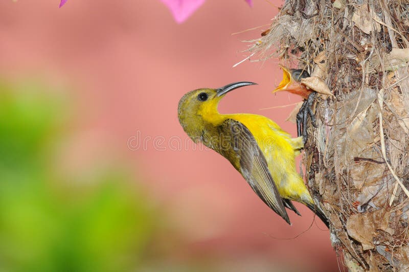 Sunbird At Its Nest