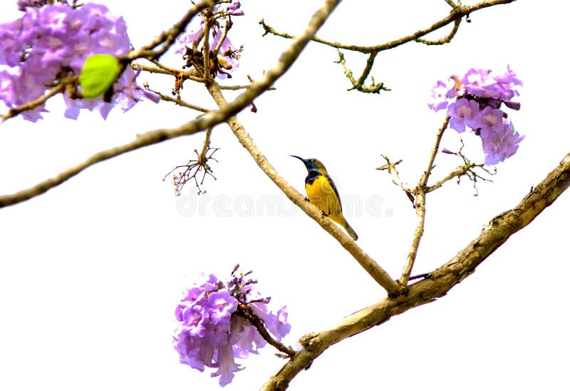 Sunbird meraviglioso con il fiore verde dell'ebano fotografia stock libera da diritti Sunbird meraviglioso con il fiore verde dell'ebano fotografia stock libera da diritti