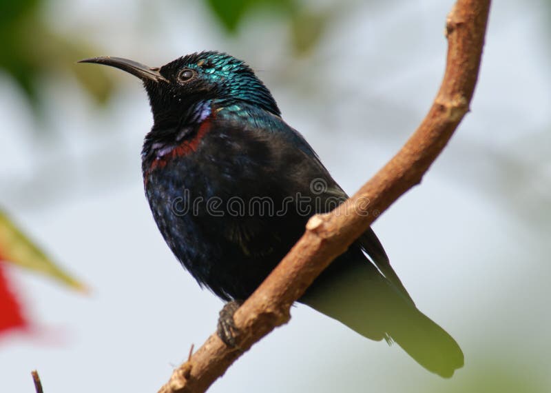 Sunbird nectarinia purpur sunbird zdjęcia stock