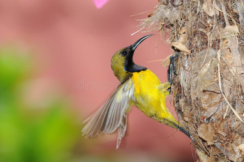 Sunbird At The Nest