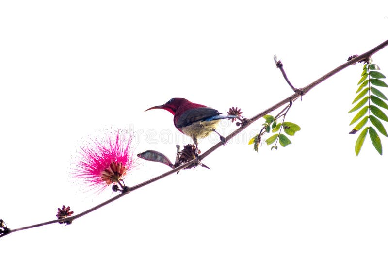 Sunbird pequeno do pássaro em um ramo na flor cor-de-rosa do fundo branco foto de stock royalty free Sunbird pequeno do pássaro em um ramo na flor cor-de-rosa do fundo branco foto de stock royalty free