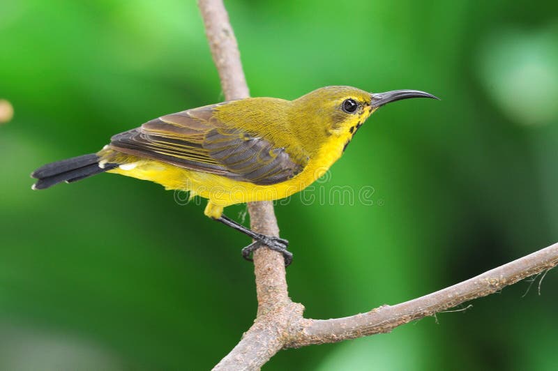 Sunbird On A Perch