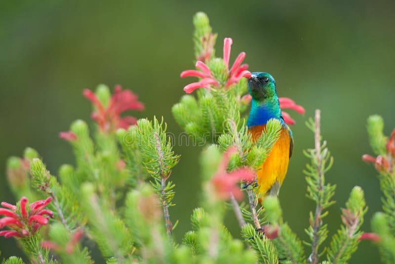 A Sunbird feeding on Table Mountain. A Sunbird feeding on Table Mountain.