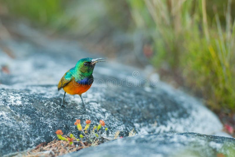 A Sunbird feeding on Table Mountain. A Sunbird feeding on Table Mountain.