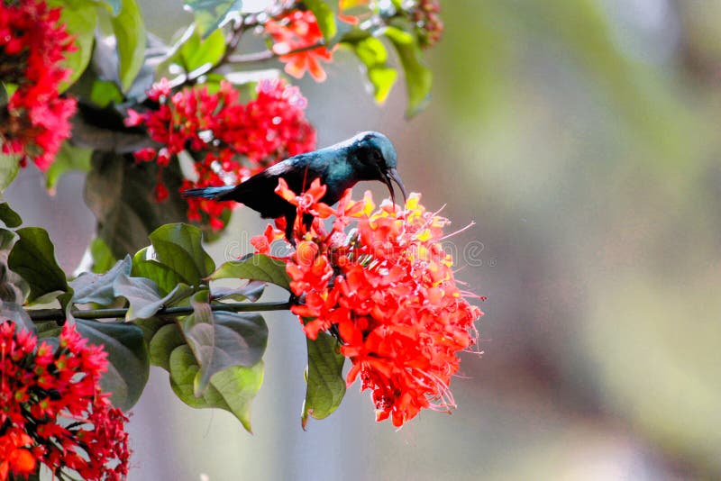 Sunbird and Red Flower in Park Stock Image - Image of india, enjoy:  192192717