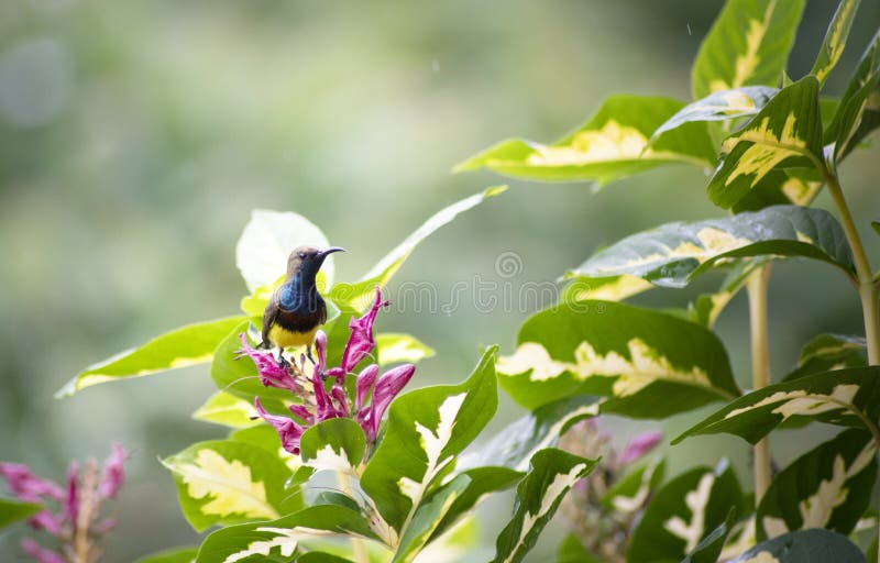 Sunbird seeking food stock image. Image of colourful - 160031925