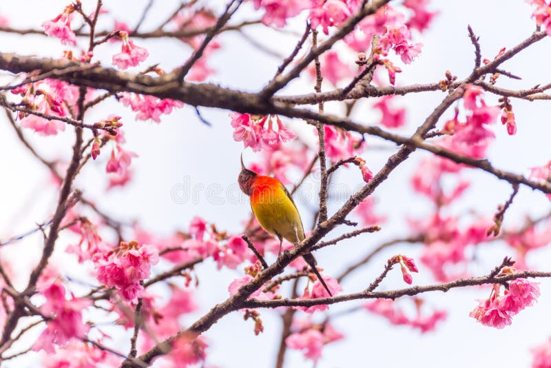 Sunbird in a wild Himalayan cherry Sakura