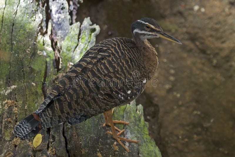 Sunbittern, helias Eurypyga, που χαλαρώνει στο κούτσουρο στοκ εικόνα με δικαίωμα ελεύθερης χρήσης Sunbittern, helias Eurypyga, που χαλαρώνει στο κούτσουρο στοκ εικόνα με δικαίωμα ελεύθερης χρήσης