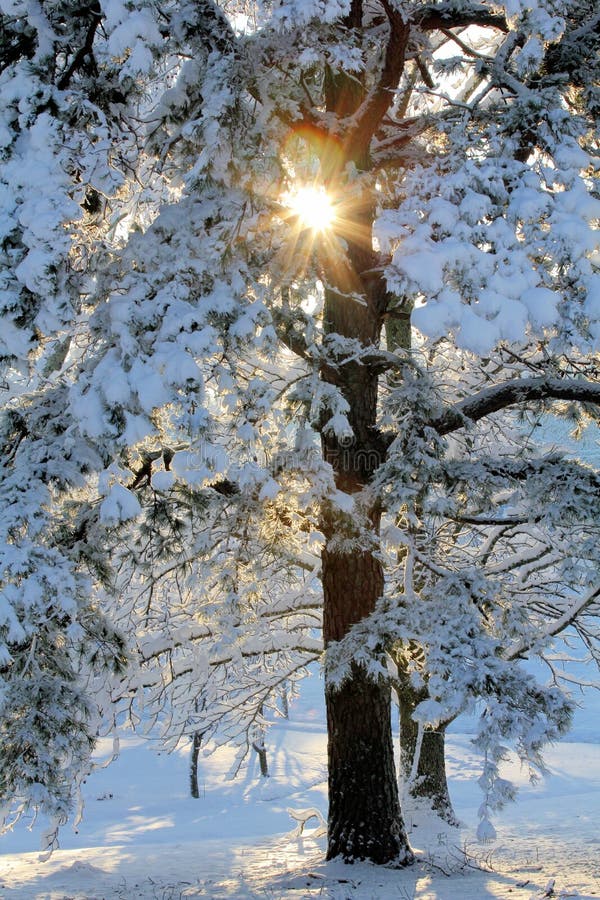 Sunburst till och med snöig träd Sunburst till och med snöig träd