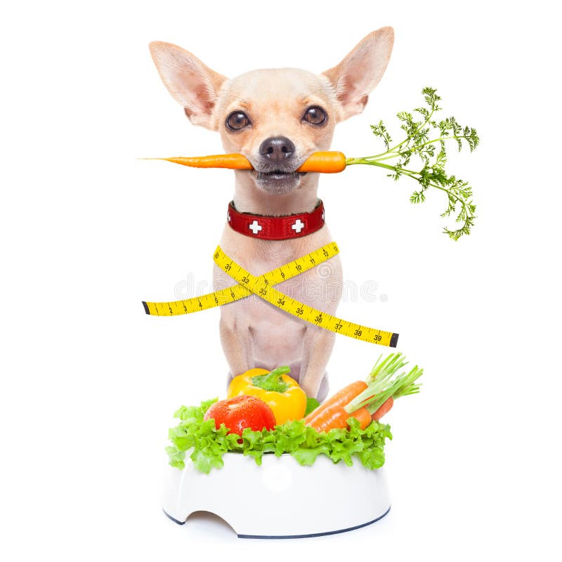 Hungrig Hund Med Sund Frukt F?r Strikt Vegetarian Arkivfoto Bild av