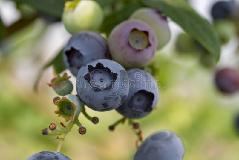 Sund mat och antioxidant, blåbärbär som mognar på växten i sommar arkivbilder