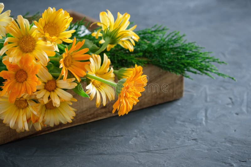Sunda calendula- eller ringblommablommor Medicinska örter i träspjällåda arkivbild Sunda calendula- eller ringblommablommor Medicinska örter i träspjällåda arkivbild