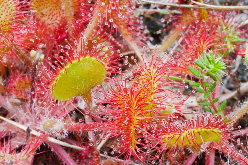 Drosera-do-campo (Drosera rotundifolia) foto de stock