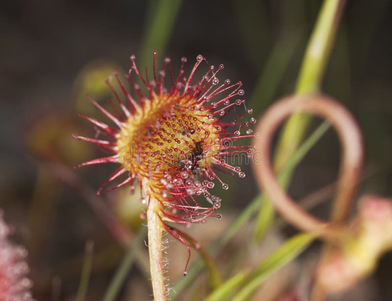 Drosera rotundifolia fotos de stock