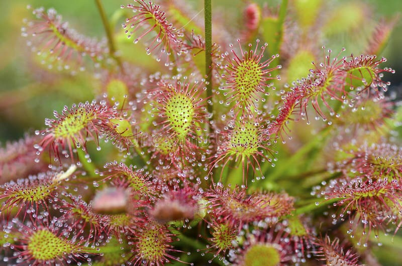 Sundew drosera intermedia