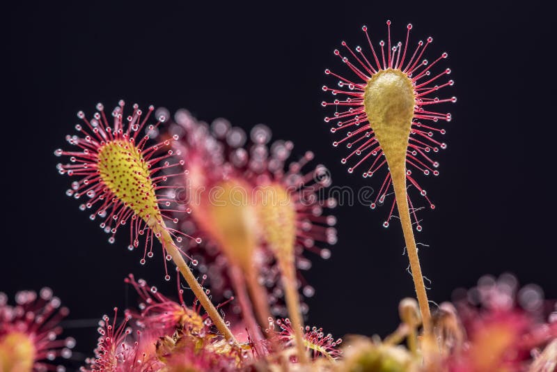 sundew Redondo-con hojas fotografía de archivo libre de regalías sundew Redondo-con hojas fotografía de archivo libre de regalías