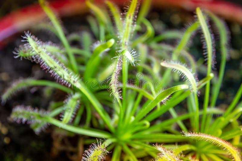 CAPE SUNDEW DROSERA SOUTH AFRICA GLOSSY POSTER PICTURE PHOTO PRINT plant 4353 