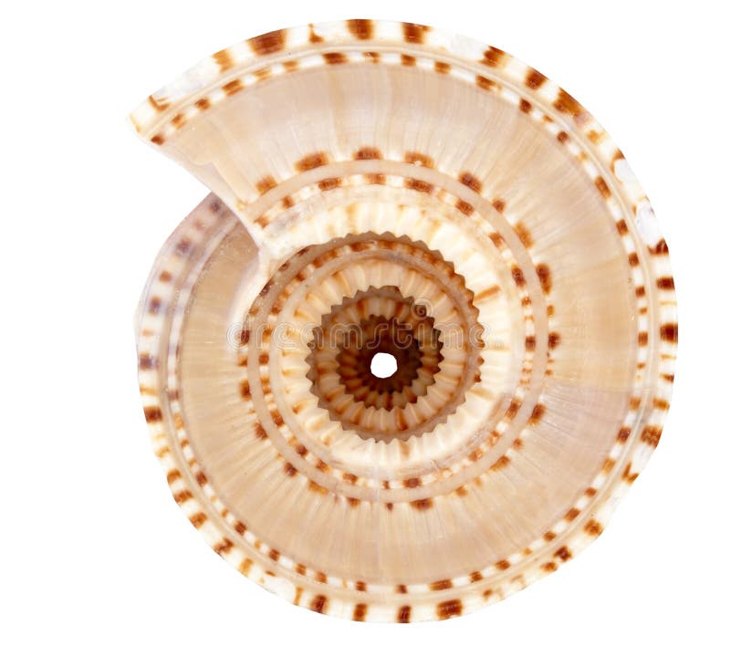 Sundial Tropical Marine Seashell on a white